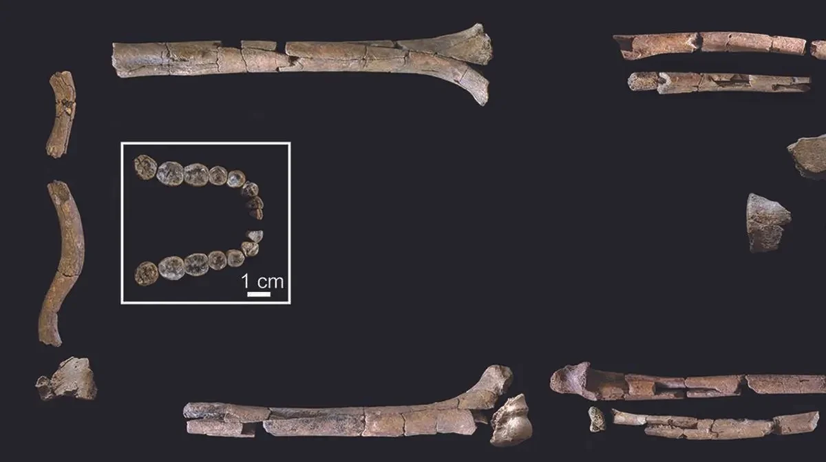 Kerangka Homo Habilis