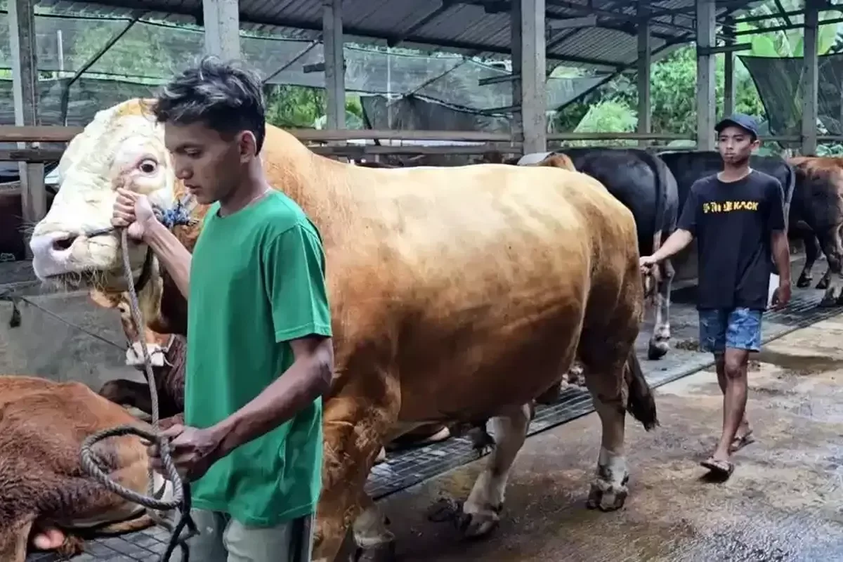 Sapi Bruno