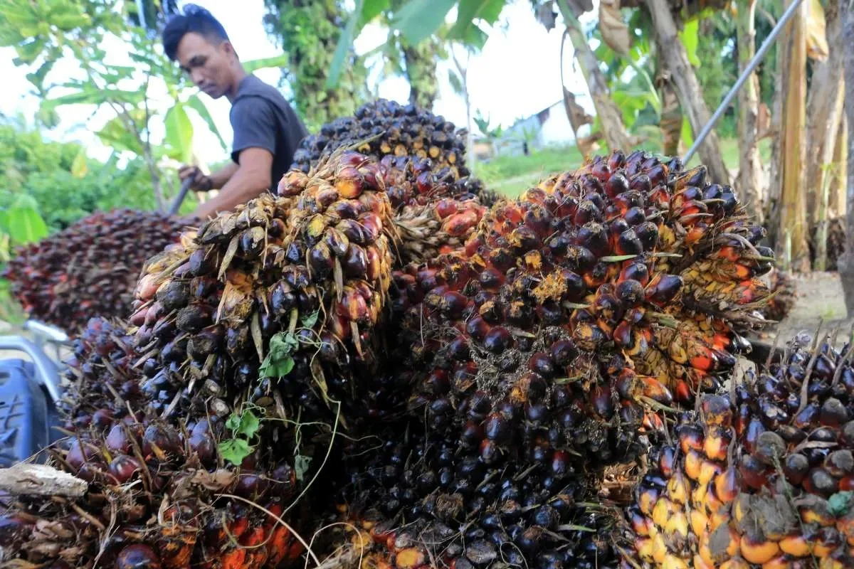 Harga Sawit