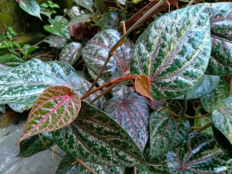 Daun Sirih Merah