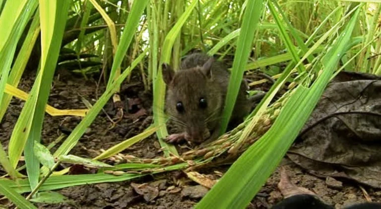 Hama Tikus Serang 61 Hektare Sawah di Boyolali, Petani Rugi Puluhan Juta dan Terancam Gagal Panen