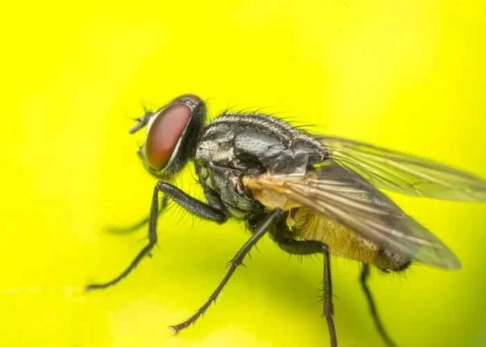 Warna Kuning Bisa Mengusir Lalat? Ini Fakta Ilmiah yang Jarang Diketahui, Terbukti dari Sejumlah Penelitian
